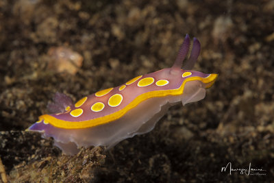 Nudibranch