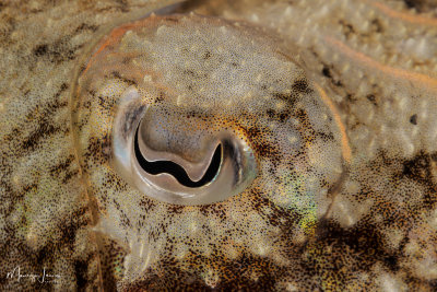 Occhio di Seppia, Cuttlefish's eye