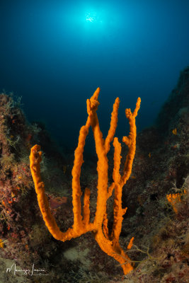 Spugna axinella, Sponge