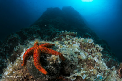 Stella marina, Sea star ( Echinaster sepositus)