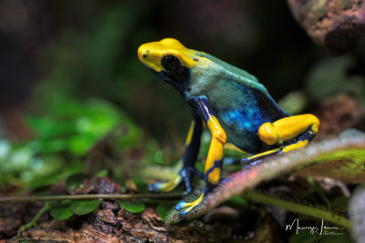 Dendrobates Tinctorius Tumucumaque
