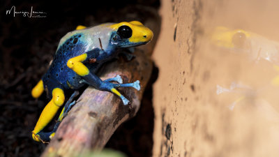 Dendrobates Tinctorius Tumucumaque