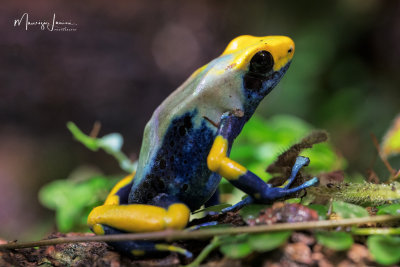 Dendrobates Tinctorius Tumucumaque