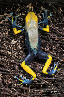 Dendrobates Tinctorius Tumucumaque