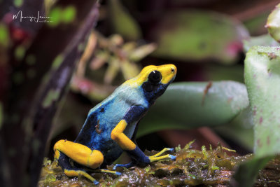 Dendrobates Tinctorius Tumucumaque