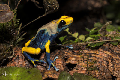 Dendrobates Tinctorius Tumucumaque