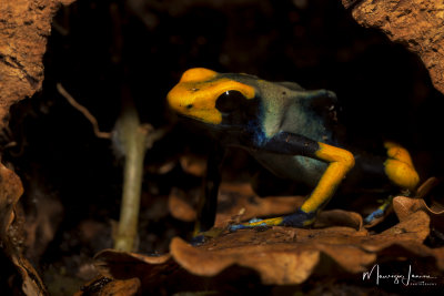 Dendrobates Tinctorius Tumucumaque