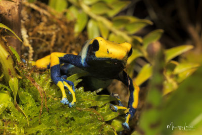 Dendrobates Tinctorius Tumucumaque