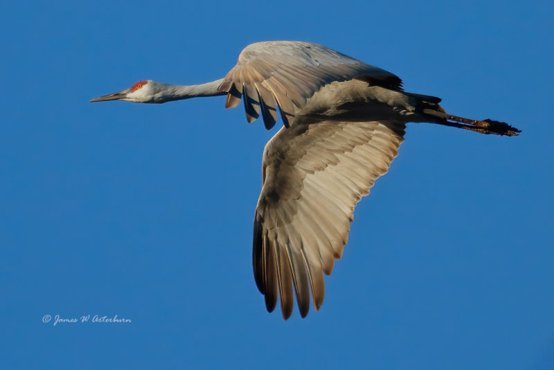 Sandhill Crane