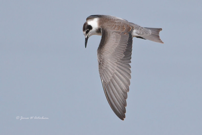 Black Tern