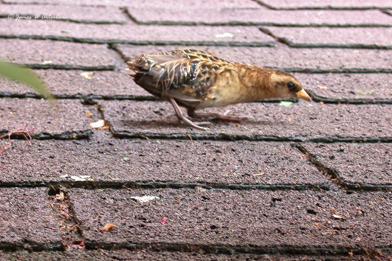 Yellow Rail