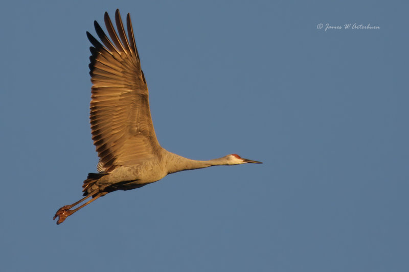 Sandhill Crane