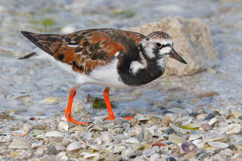 Ruddy Turnstone