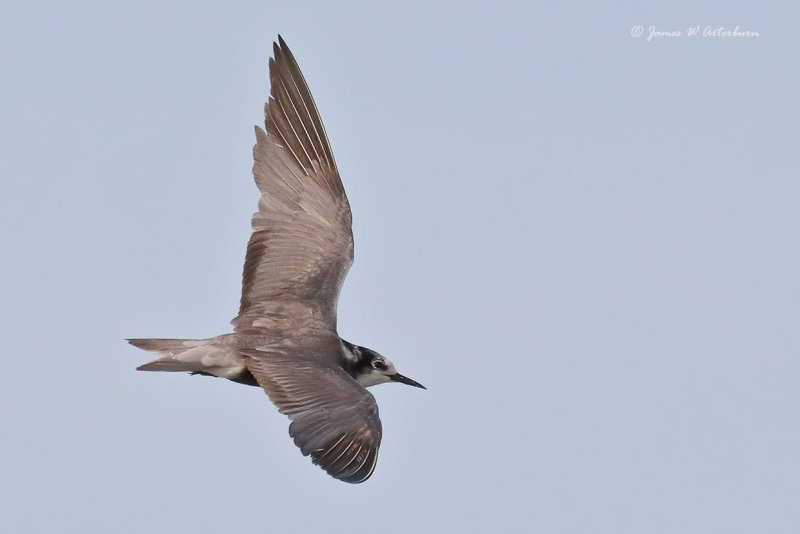 Black Tern