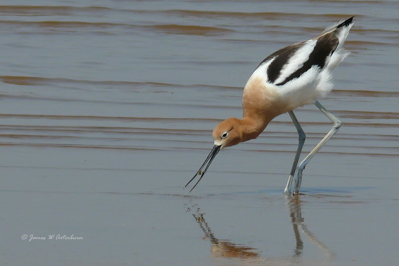 American Avocet