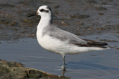 Red Phalarope