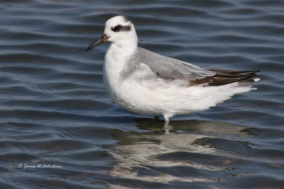 Red Phalarope