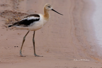 American Avocet