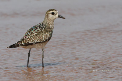 American Golden-Plover