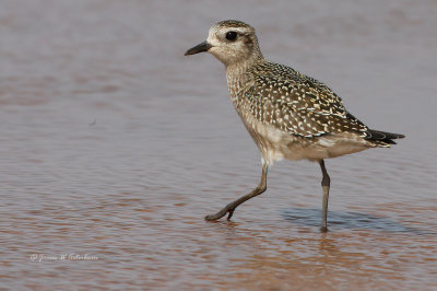 American Golden-Plover