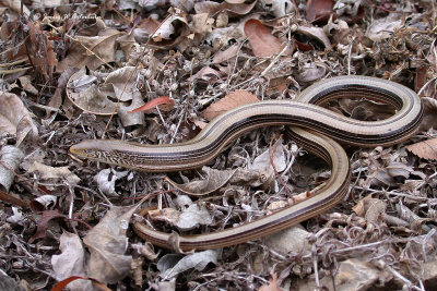 Western Slender Glass Lizard