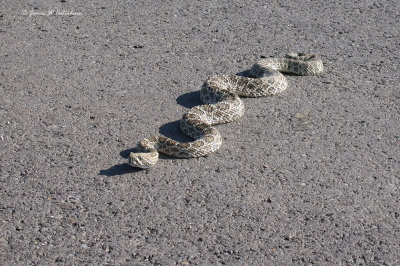 Prairie Rattlesnake