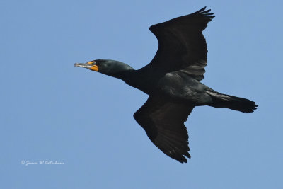 Double-crested Cormorant
