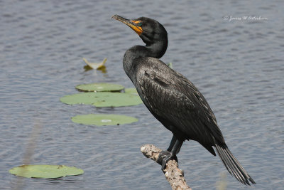 Double-crested Cormorant