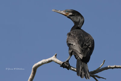 Neotropic Cormorant