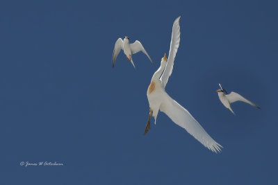 Least Terns & cattle Egret