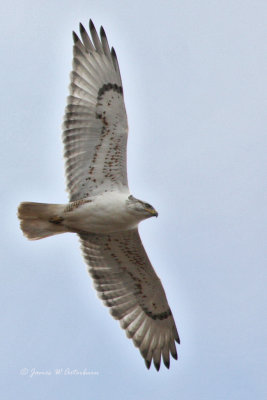 Ferruginous Hawk