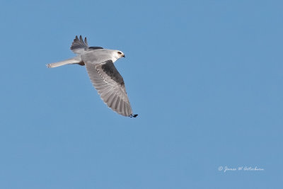 White-tailed Kite