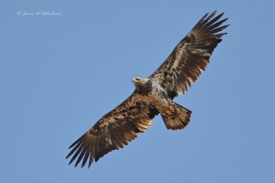 Bald eagle