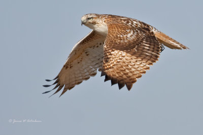 Red-tailed Hawk