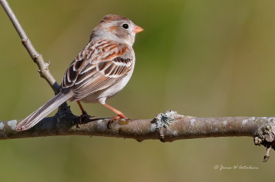 Field Sparrow
