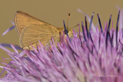 Swarthy Skipper