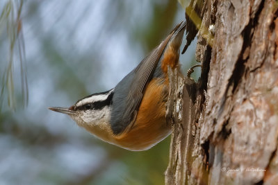 Red-breasted Nuthatch