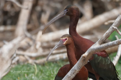 White-faced Ibis & Glossy Ibis