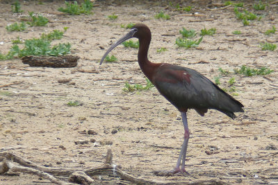 Glossy Ibis