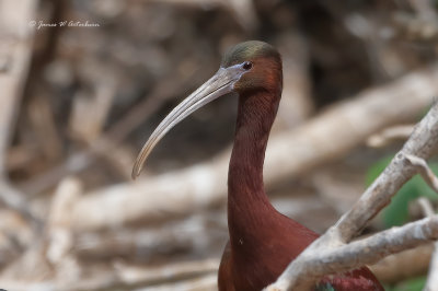 Glossy Ibis