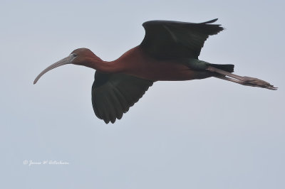 Glossy Ibis