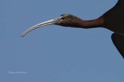 Glossy Ibis
