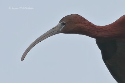 Glossy Ibis
