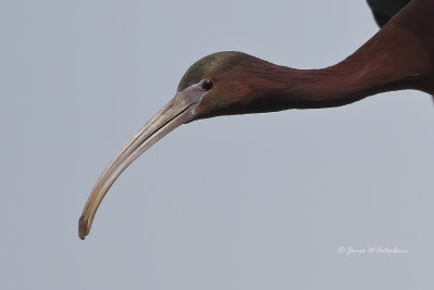Glossy Ibis