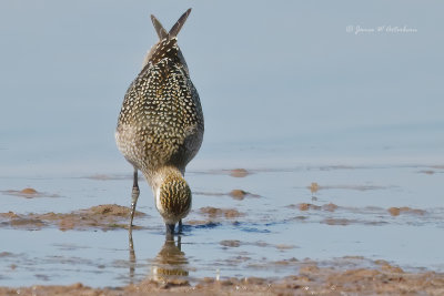 American Golden-Plover
