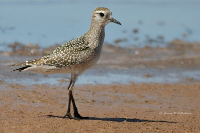 American Golden-Plover