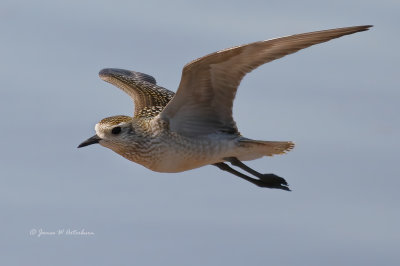 American Golden-Plover