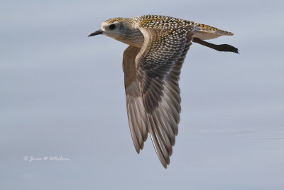 American Golden-Plover