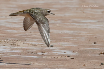 American Golden-Plover