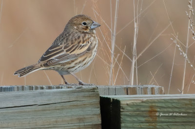 Lark Bunting